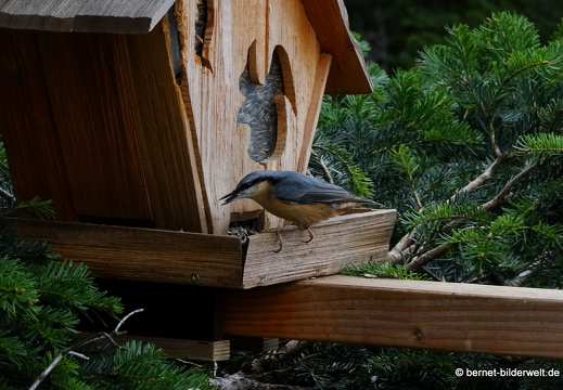 19-09-12-bad-wildbad-sommerberg-baumwipfelpfad-kleiber-007