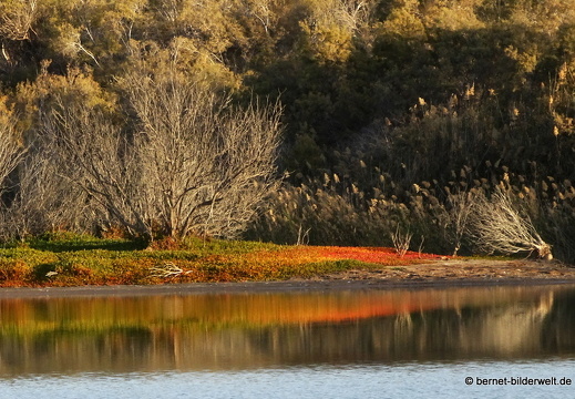 19-02-14-maspalomas-la charca-see-027