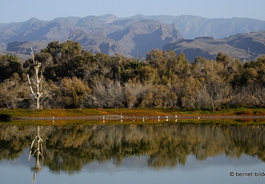 19-02-14-maspalomas-la charca-see-055