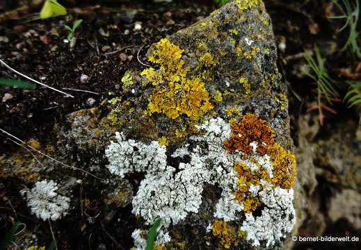 19-02-05-jardin canario-030
