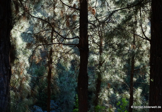 19-02-05-jardin canario-099