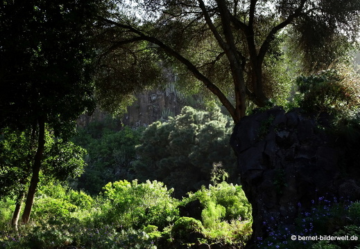 19-02-05-jardin canario-125