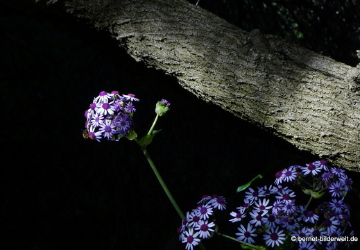 19-02-05-jardin canario-122