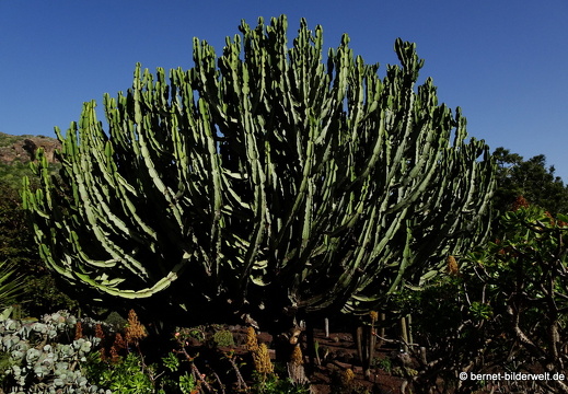 19-02-05-jardin canario-133