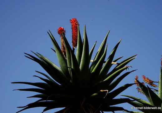 19-02-05-jardin canario-147