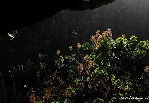 19-02-05-jardin canario-151