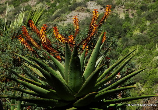 19-02-05-jardin canario-141