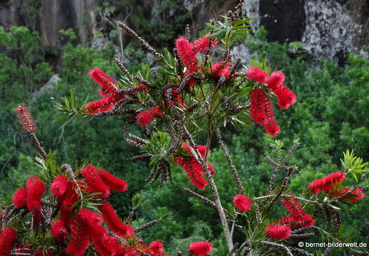 19-02-05-jardin canario-189