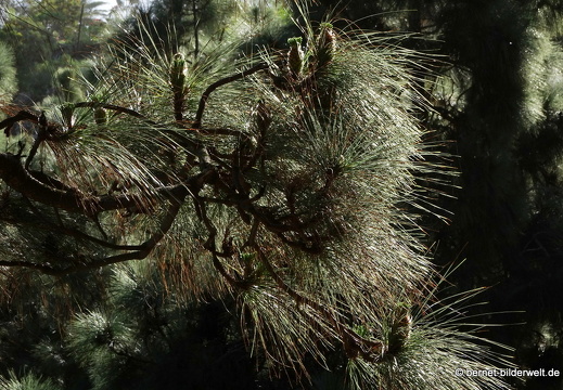 19-02-05-jardin canario-194