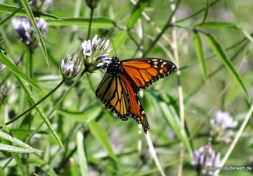 19-02-10-santa brigida-monarchfalter-009