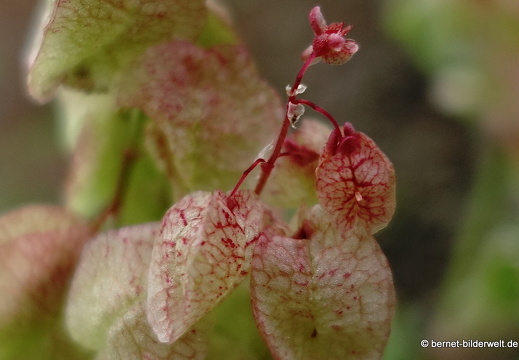 19-02-26-el sao-san pedro in valle-004