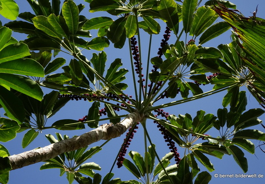 19-02-27-san nicolas-076