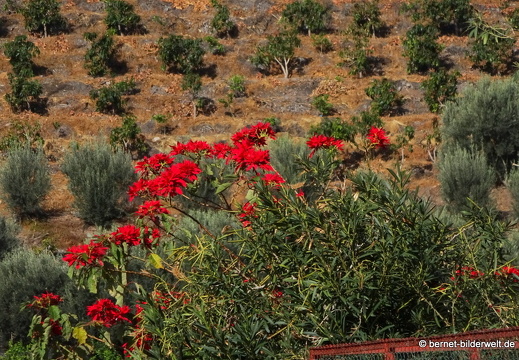 19-02-27-san nicolas-weihnachtsstern-