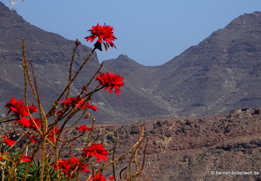 19-02-27-san nicolas-weihnachtsstern-003