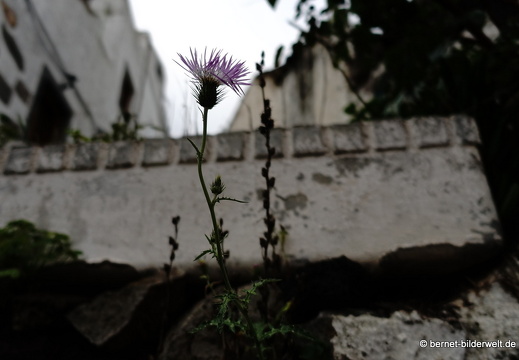 19-02-03-san mateo-066