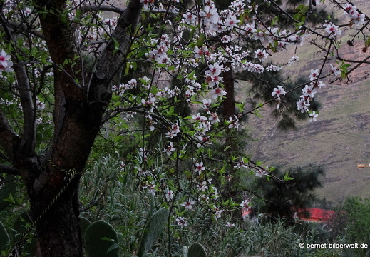 19-02-23-los berrazales-el valle-020