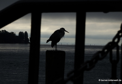 19-09-24-konstanz-altstadt-bodensee-reiher-008