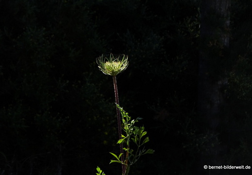 19-04-30-afandou-087