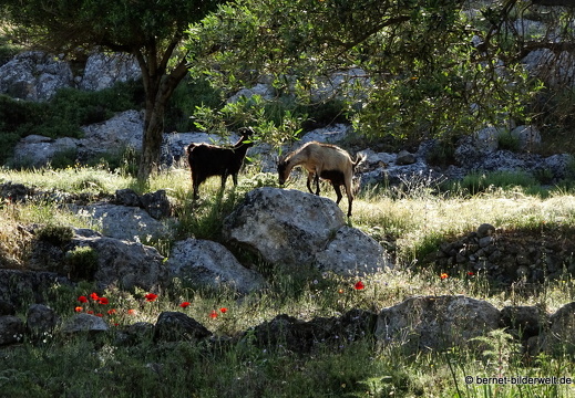 19-05-02-archangelos-079