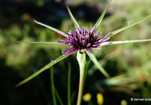 19-05-02-archangelos-094