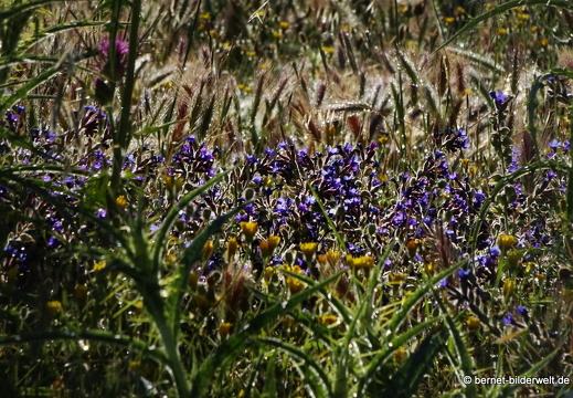 19-05-02-archangelos-086