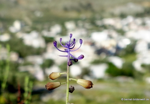 19-05-02-archangelos-123