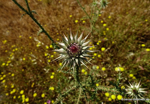 19-05-04-maritsa-017