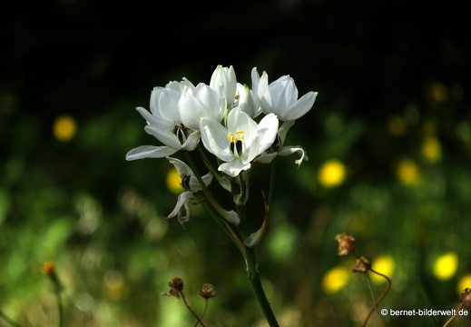 19-05-04-maritsa-008