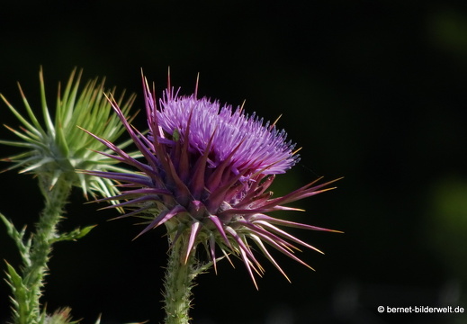 19-05-04-maritsa-028