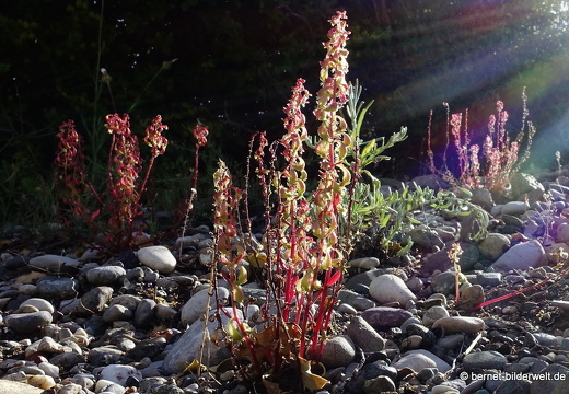 19-05-04-maritsa-053