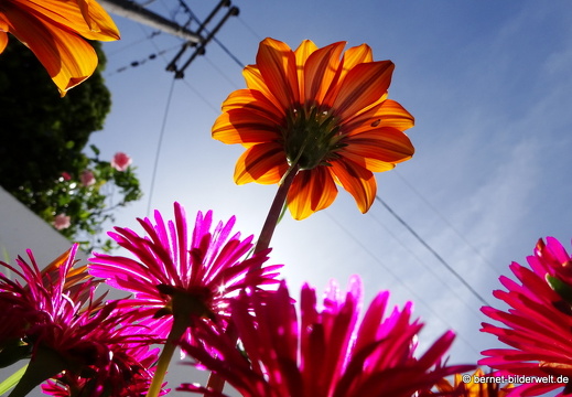 19-05-04-maritsa-151