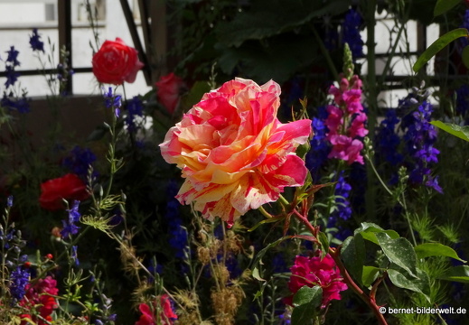 19-05-07-massari-050