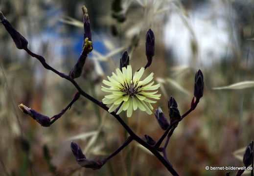 19-05-11-theologos-052