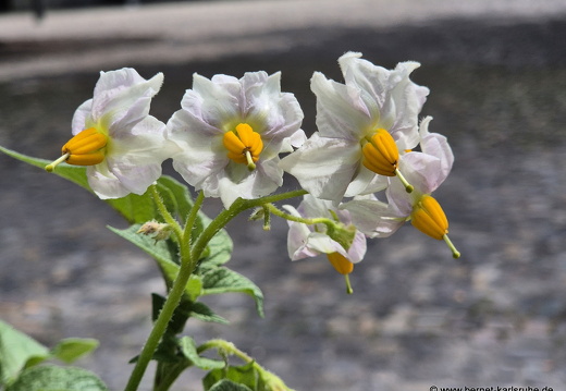 25-08-14-konstanz-kartoffelbluete-002