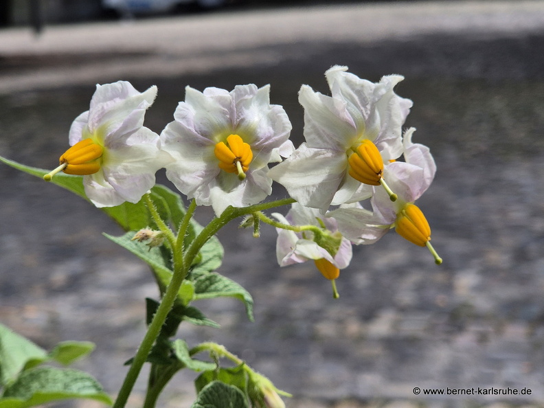 25-08-14-konstanz-kartoffelbluete-002.jpg