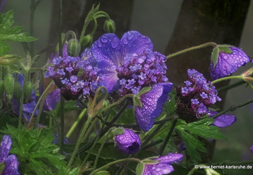 25-08-17-konstanz-augustiner platz-007