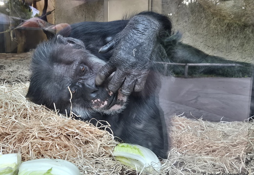 25-08-27-karlsruhe-stadtgarten-benny-