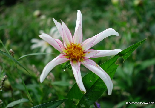 25-08-27-karlsruhe-stadtgarten-zoo-027