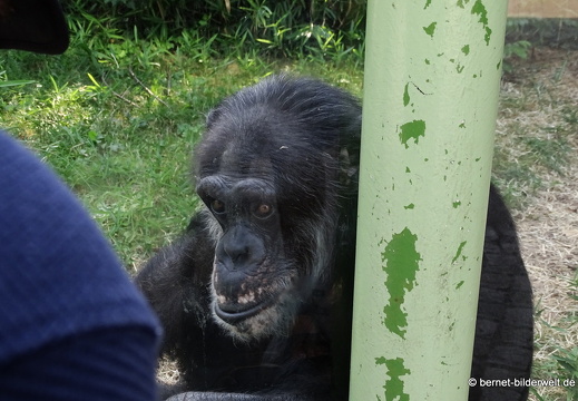 25-08-27-karlsruhe-stadtgarten-zoo-benny-001
