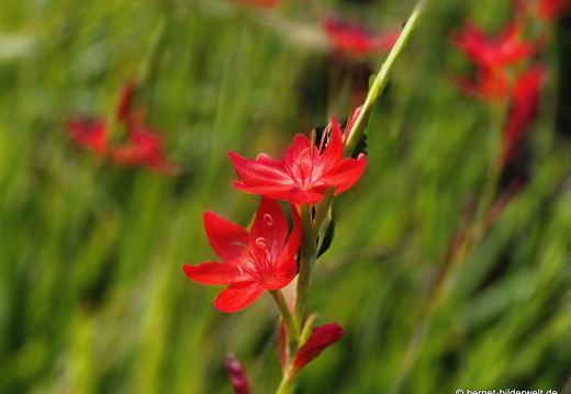 25-08-27-karlsruhe-stadtgarten-zoo-109
