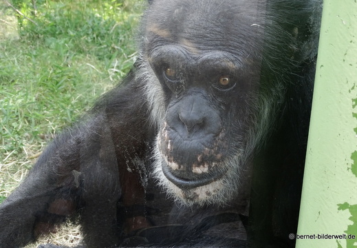 25-08-27-karlsruhe-stadtgarten-zoo-benny-003