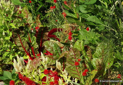 25-08-27-karlsruhe-stadtgarten-zoo-gewuerzgarten-
