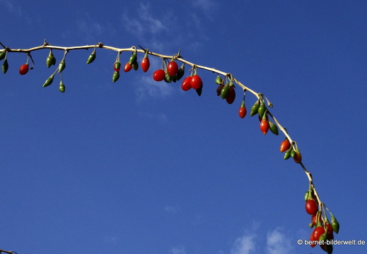 25-08-27-karlsruhe-stadtgarten-zoo-zypressenwolfsmilch-