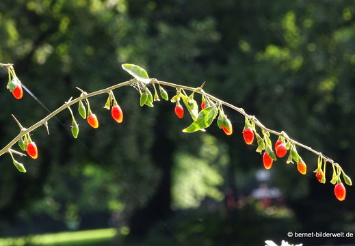 25-08-27-karlsruhe-stadtgarten-zoo-zypressenwolfsmilch-003