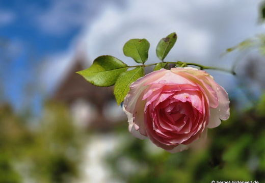 25-09-03-bellenwald-