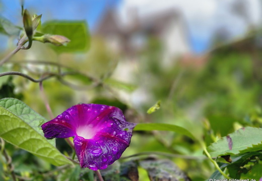 25-09-03-bellenwald-001