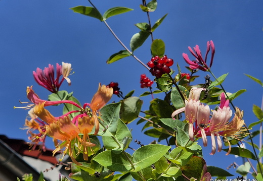 25-09-03-bellenwal-jelaengerjelieber-002