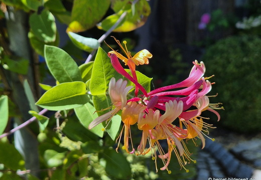 25-09-03-bellenwal-jelaengerjelieber-