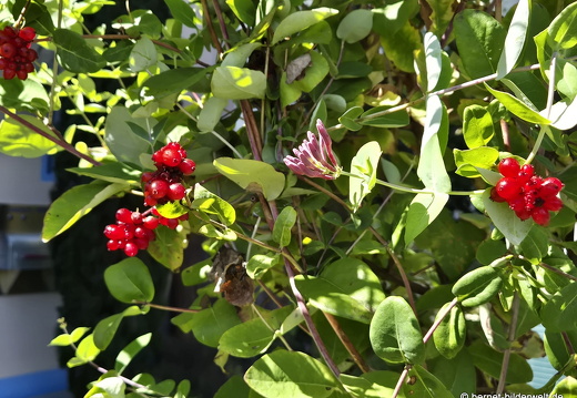 25-09-03-bellenwal-jelaengerjelieber-004