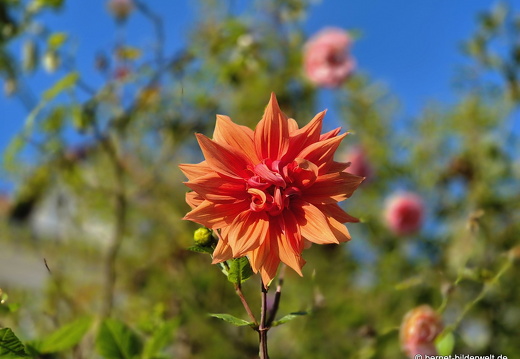 25-09-29-philosophenweg-dahlie-001